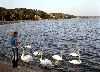 Лебеди на набережной Ниды